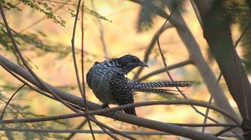 Close-up of bird