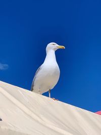 Low angle view of seagull perching on snow against blue sky