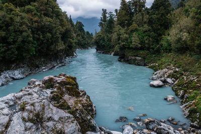 Scenic view of river amidst trees in forest