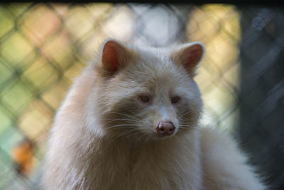 Close-up of cat