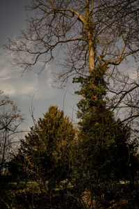 Low angle view of trees