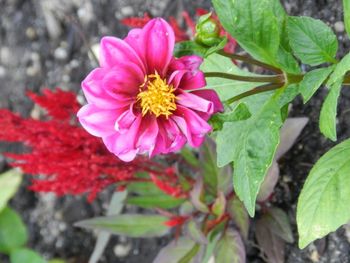 Close-up of pink flowers