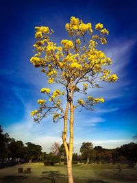 Tree on landscape against blue sky