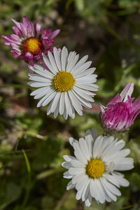 Close-up of pink and white flowers