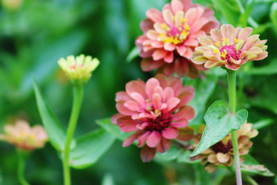 Close-up of pink flowering plant