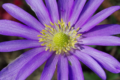 Close-up of purple flower