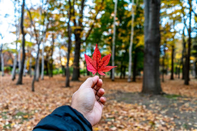 Person holding maple leaf against trees during autumn
