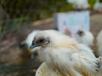 Close-up of a bird