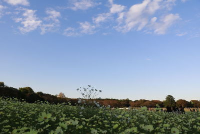 Low angle view of oilseed rape field against sky