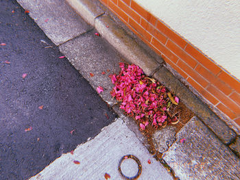 High angle view of pink flowering plants on footpath