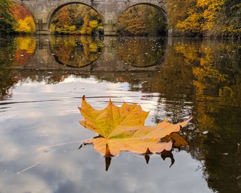 Autumn leaves floating on water