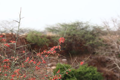 Close-up of red flowering plant on field against sky