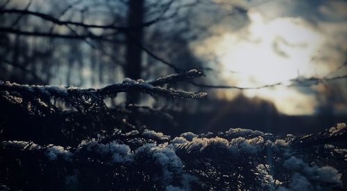 Close-up of frozen tree branch during winter