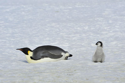 High angle view of two ducks in snow