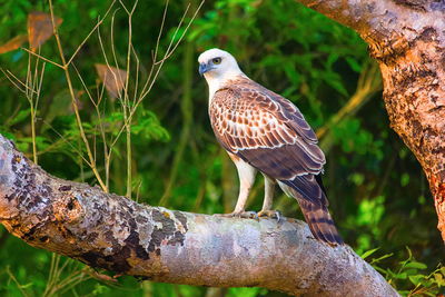 Close-up of eagle perching on tree trunk