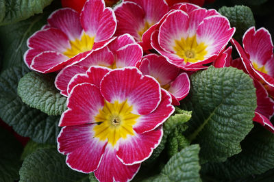 Close-up of red flowering plant