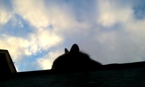 Low angle view of silhouette bird against sky