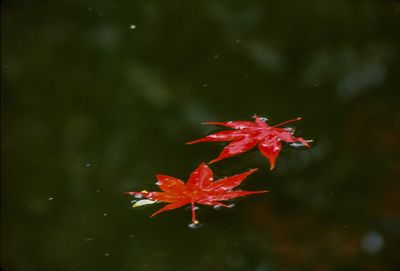 Close-up of red maple leaves in water