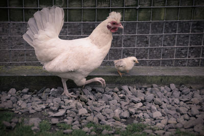 Close-up of rooster