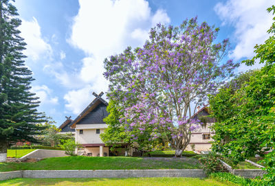 Trees and houses by building against sky