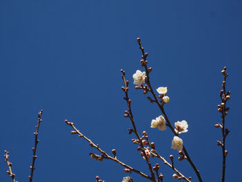 Low angle view of cherry blossom against clear blue sky