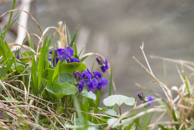 Close-up of purple crocus flowers on field