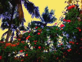 Low angle view of flowering plants against sky