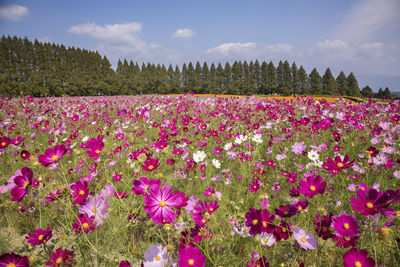 Pink flowering plants on field against sky