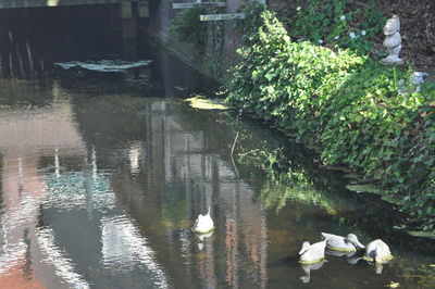 Ducks floating on lake