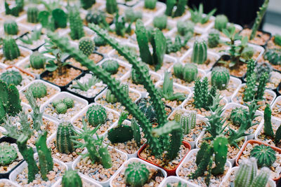 Close-up of succulent plants