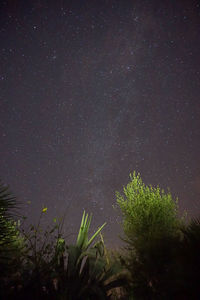 Low angle view of trees against sky at night
