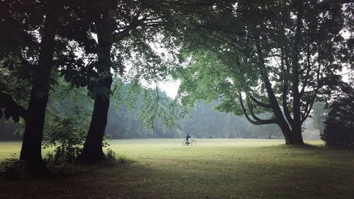Trees on field against sky