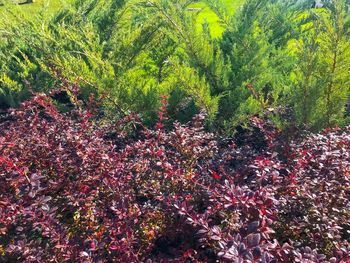 High angle view of flowering trees in forest