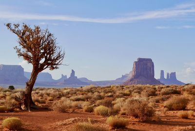 View of trees in a desert