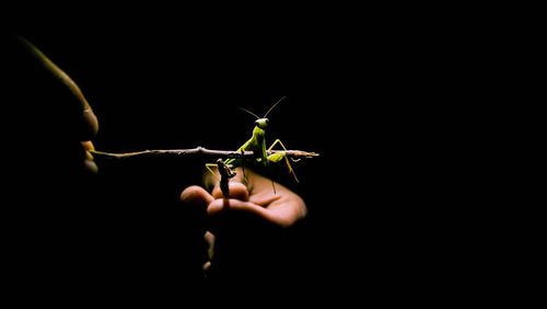 Cropped image of holding plant against black background
