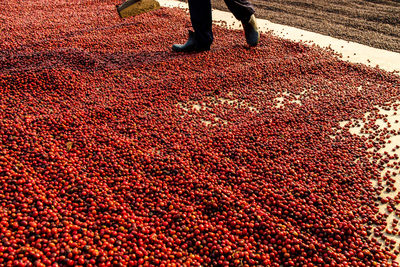 Low section of person standing on red fruit