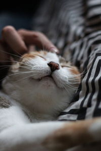 Close-up of cat on bed