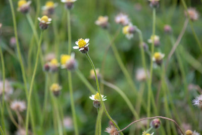 Close-up of flowering plant on field