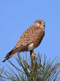 Low angle view of bird perching on tree