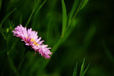 Close-up of pink flower