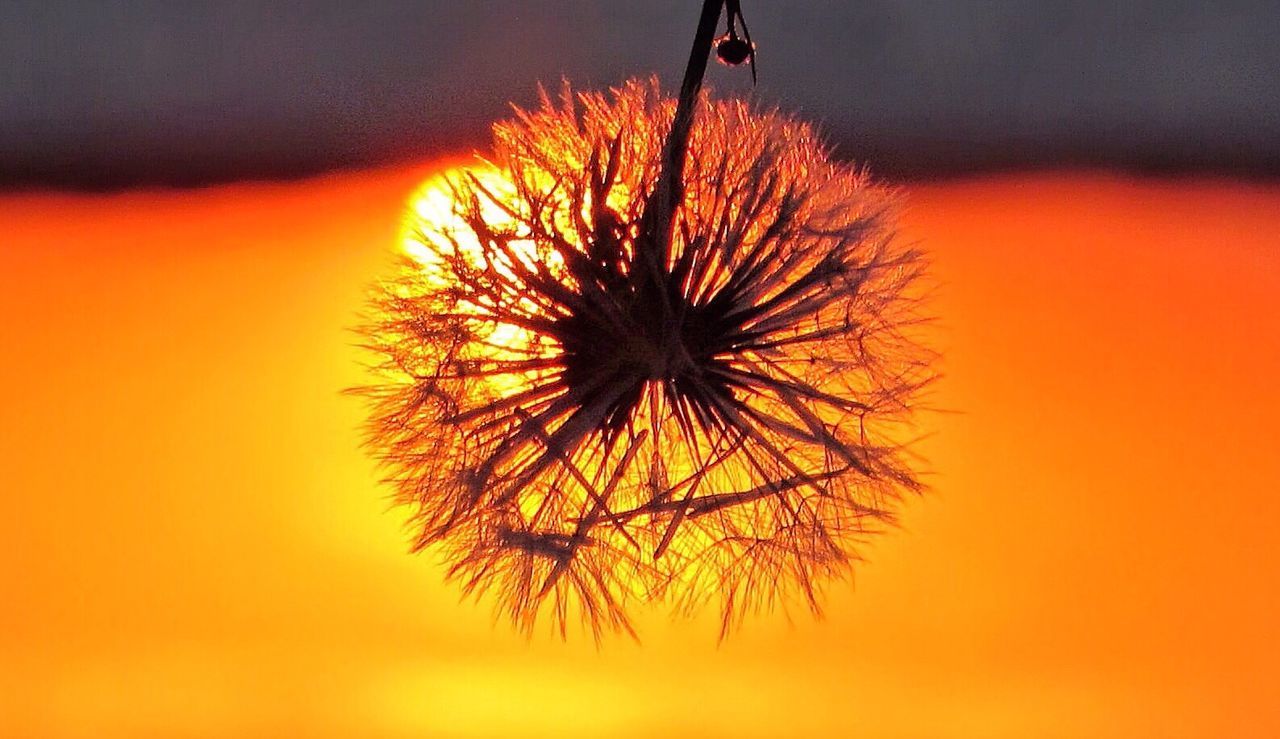 orange color, sunset, low angle view, beauty in nature, growth, nature, sky, silhouette, flower, tree, outdoors, red, tranquility, close-up, no people, yellow, dandelion, single flower, fragility, flower head