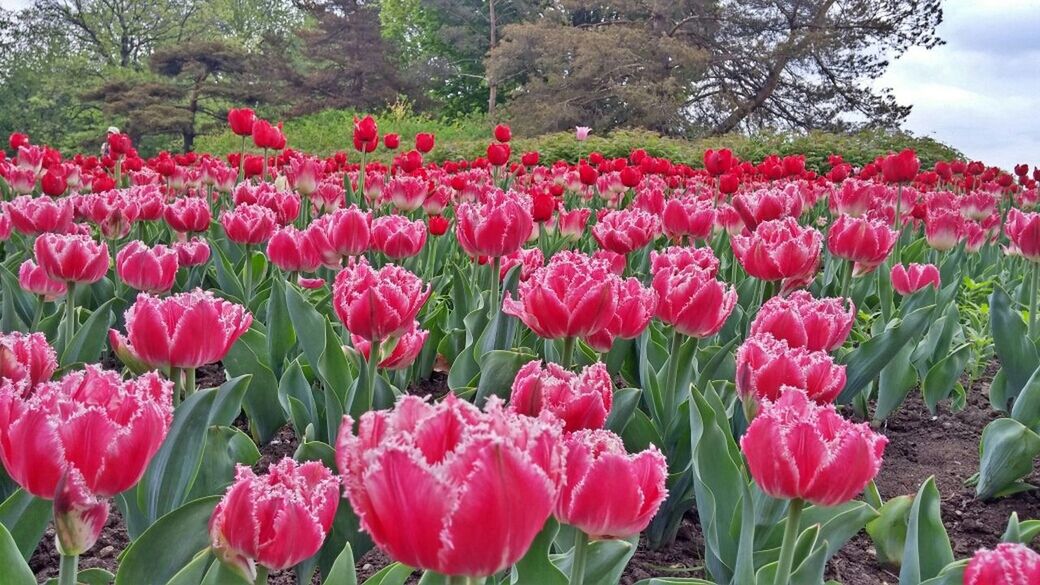 flower, freshness, growth, fragility, beauty in nature, tulip, petal, abundance, field, nature, blooming, plant, flower head, flowerbed, red, pink color, in bloom, blossom, tranquil scene, landscape