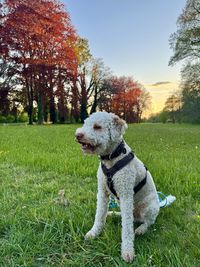 Lagotto romagnolo on grassy field