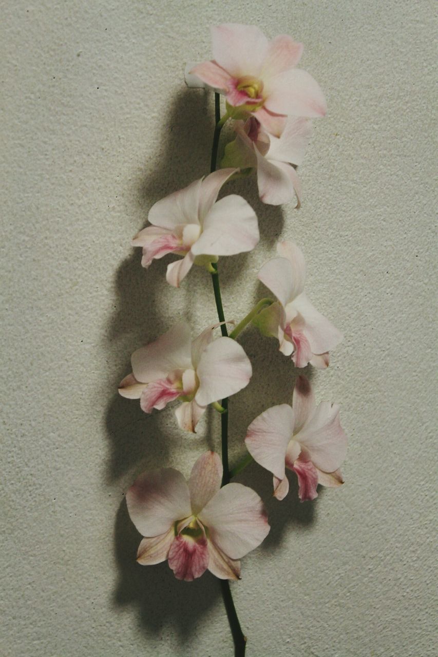 CLOSE-UP OF PINK ROSE FLOWERS AGAINST WALL