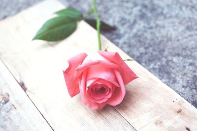 Close-up of pink rose on wood