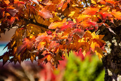 Close-up of maple leaves on tree during autumn