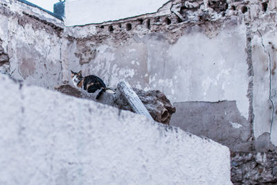 Cat sitting on abandoned built structure