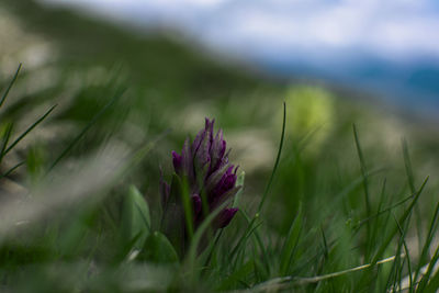 Close-up of purple crocus flowers on field