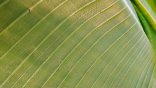 Full frame shot of palm leaf