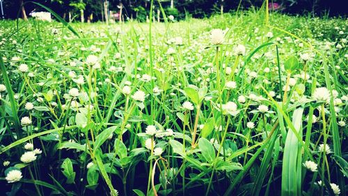 Plants growing on field